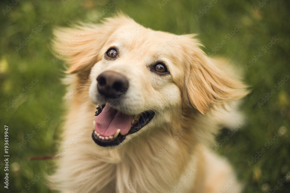 Summer outdoor portrait of young golden retriever with beautiful smile