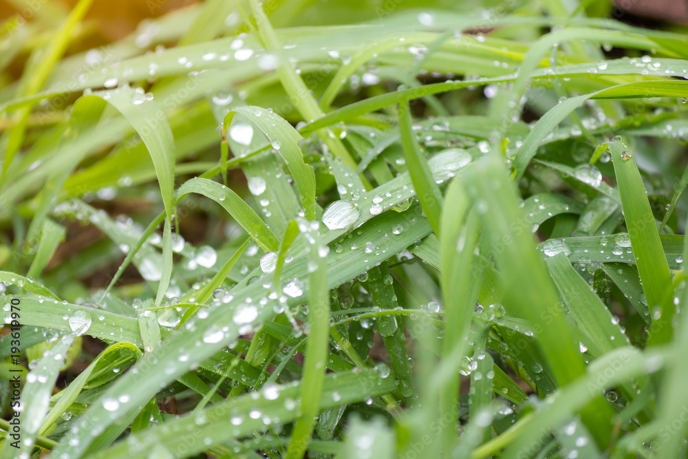 Green grass with rain drops in the morning Green grass with rain drops in the morning
