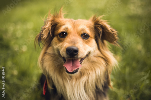 Outdoor portrait of a cute small smiling dog looking straight into camera