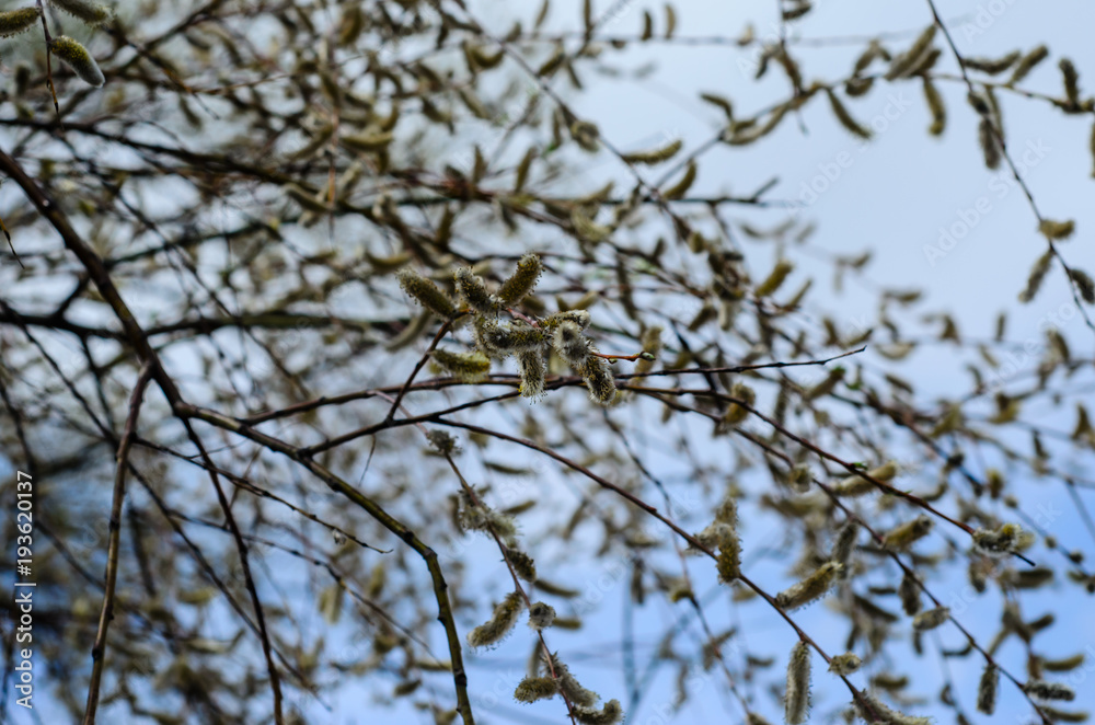 Branches of pussywillow (Salix caprea) on spring Branches of pussywillow (Salix caprea) on spring