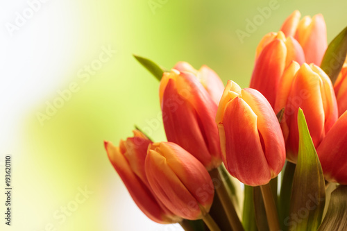 Tulips bouquet close up  blur nature background  copy space