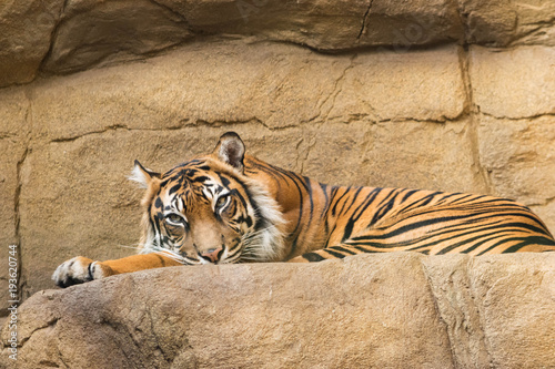 Canvas Print Resting tiger at London Zoo.