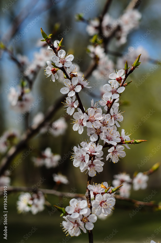 Branch of the blossoming apricot tree Branch of the blossoming apricot tree