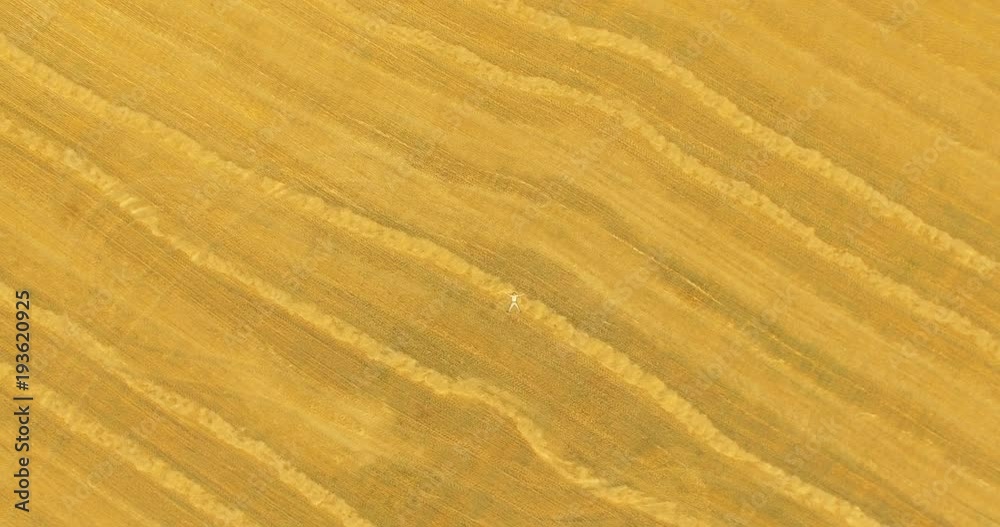 Aerial UHD 4K view. Vertical motion flight over formalwear man lying on yellow wheat field at sunny summer day. Top view on handsome relaxing man. Aerial UHD 4K view. Vertical motion flight over formalwear man lying on yellow wheat field at sunny summer day. Top view on handsome relaxing man.