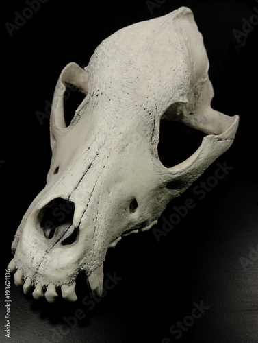 Skull of a dog without lower jaw on black surface top view
