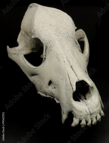 Skull of dog with preserved teeth studio isolated
