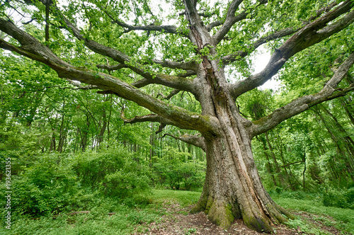 White Oak Tree