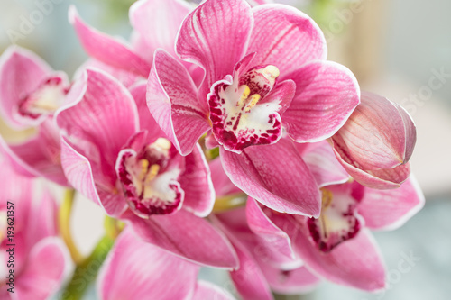 Pink orchid flower on light background. Light pastel poster with orchids phalaenopsis.