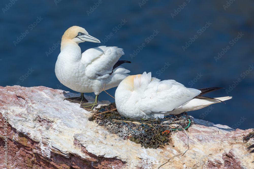 Obraz premium Mating Northern gannets in breeding colony at cliffs of Helgoland island, Germany