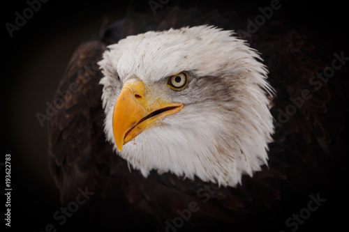 Weisskopfseeadler © Nadine Haase