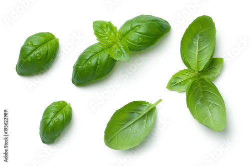 Canvas Print Basil Leaves Isolated on White Background