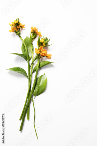 the Blooming yellow Ornithogalum Dubium on a white background
