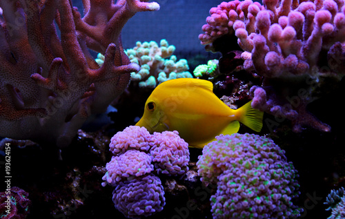 Fototapeta Naklejka Na Ścianę i Meble -  Zebrasoma Yellow tang fish