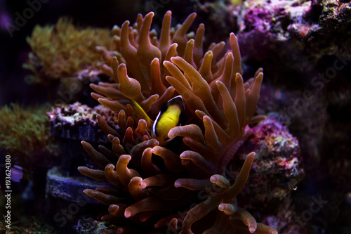Clarkii Clownfish (Amphiprion clarkii)