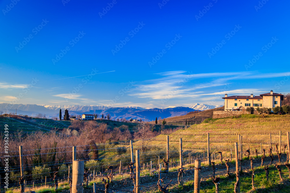 Obraz premium Sunset in the vineyards of Rosazzo