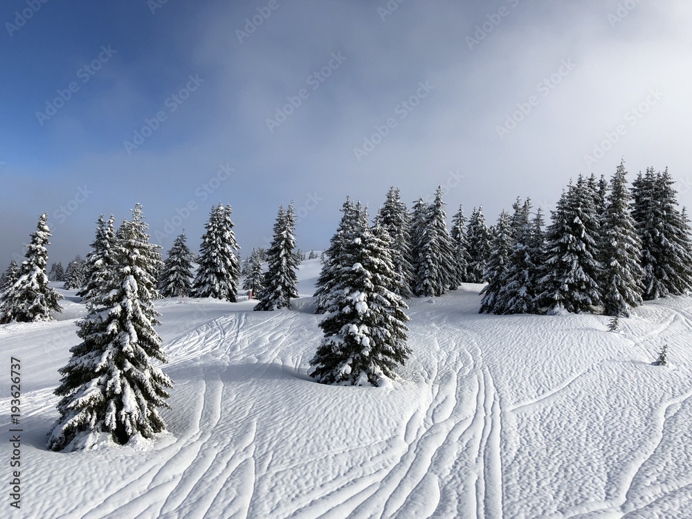 Fototapeta premium tree and snowing 