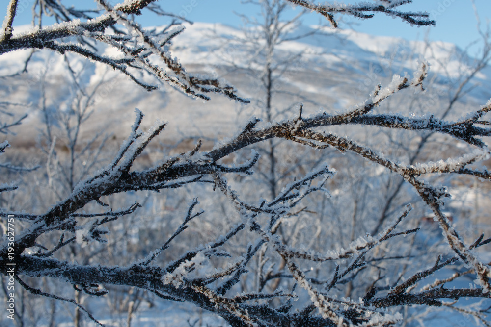 Birch branches covered in snow and ice, Lapland, Sweden Birch branches covered in snow and ice, Lapland, Sweden