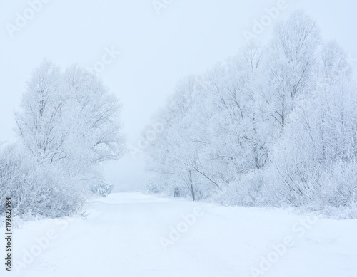 Frost on trees in the way