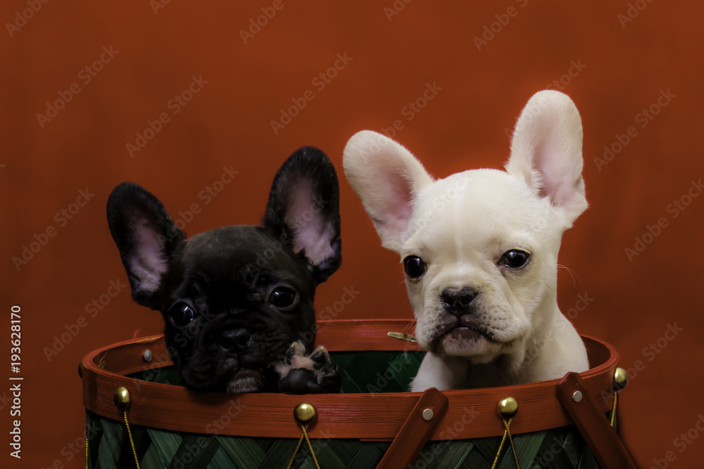 Two French Bulldog Puppies, Black and White, Sitting in a Red and Green Christmas Basket