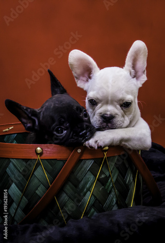White Frenchie and Black Frenchie Puppies in a Christmas Basket with One Nibbling on the Other’s Paw © E. M. Winterbourne