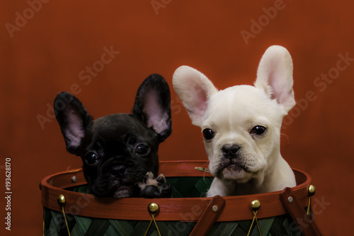 Two French Bulldog Puppies, Black and White, Sitting in a Red and Green Christmas Basket © E. M. Winterbourne