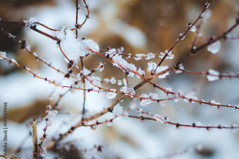Snow covered branches of small plant in the winter