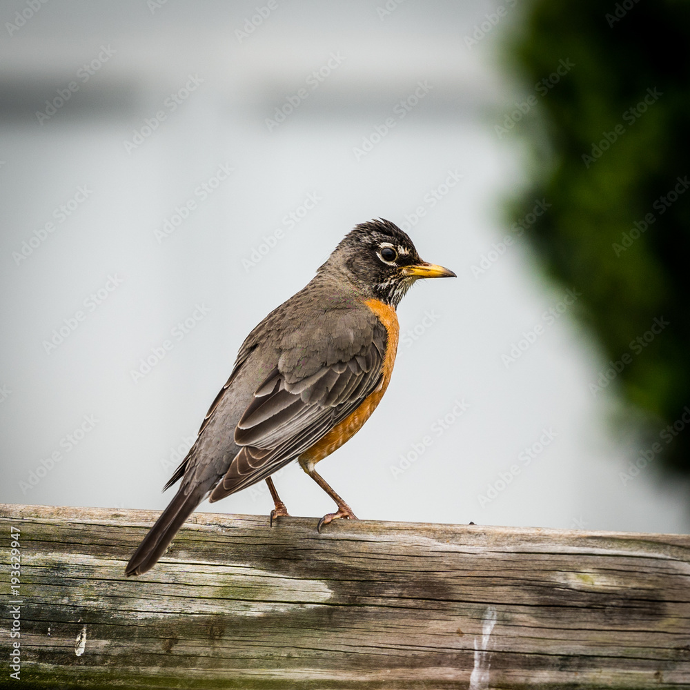Obraz premium Bird