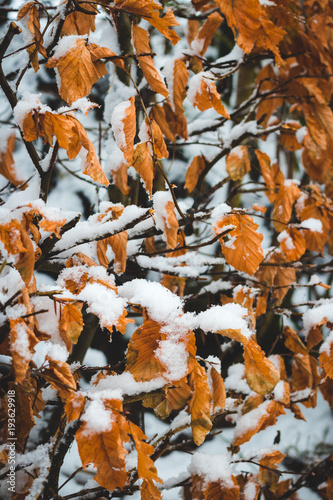 Close up of snow covered, fall colored leaves in the forest