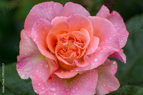 Lively pink blooming hybrid tea rose Augusta Luise with rain drops on petals