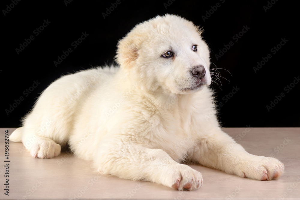 Studio photo Puppy of Central Asia Shepherd