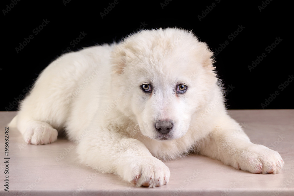 Studio photo Puppy of Central Asia Shepherd