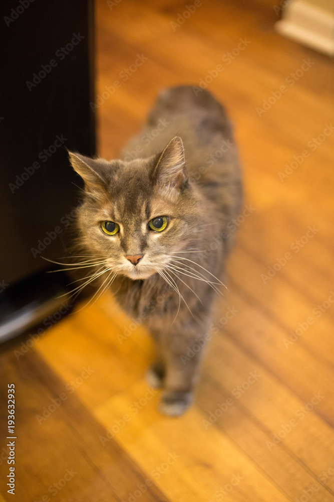 Old grey cat with white whiskers standing in kitchen