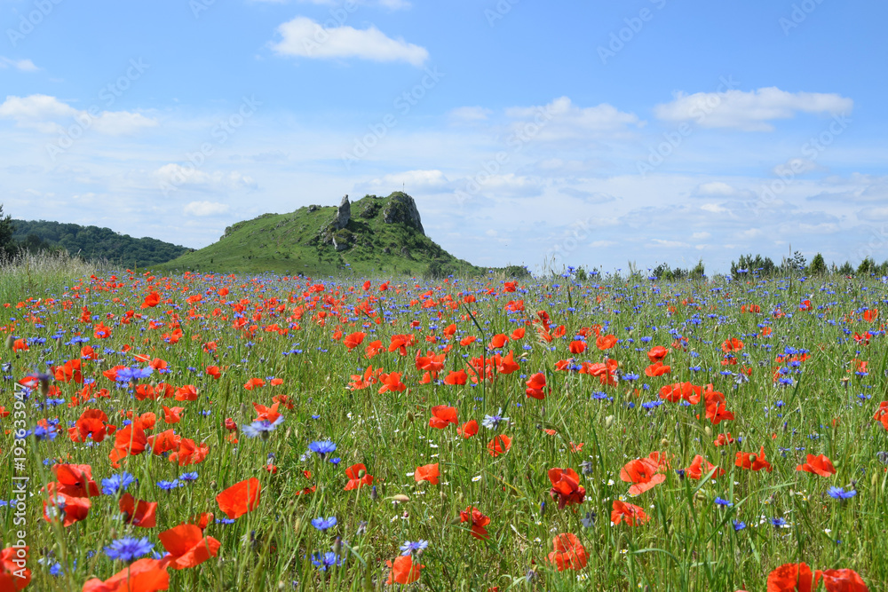 Wildflower meadow with red poppy and blue cornflowers with hill in the background.