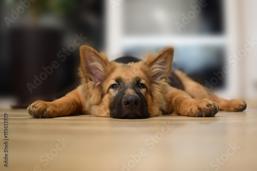 Young dog lies on the floor, German Shepherd portrait. photo