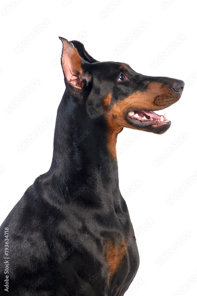 Doberman