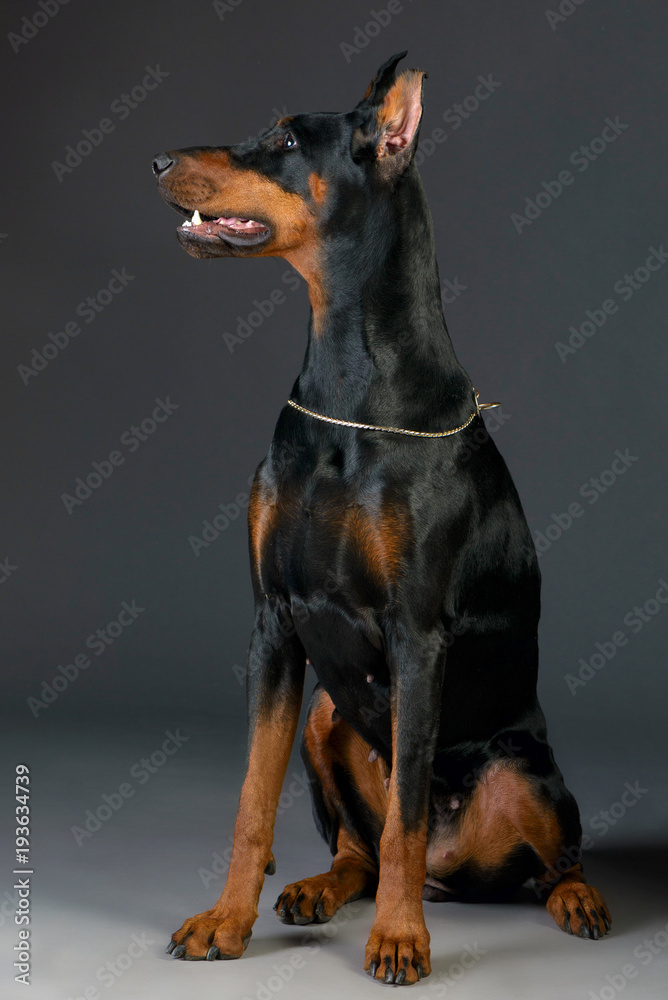 Doberman Doberman