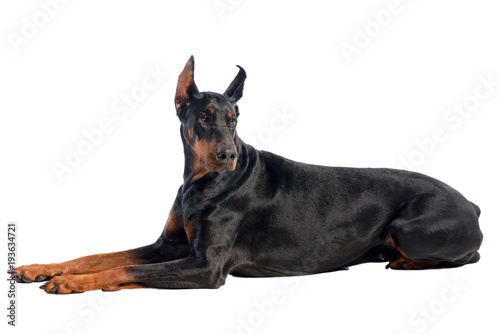 Doberman