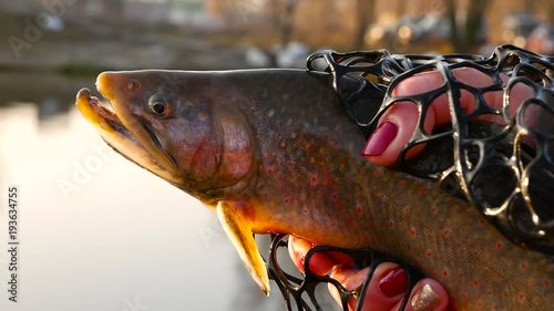 Girl holds a char fish