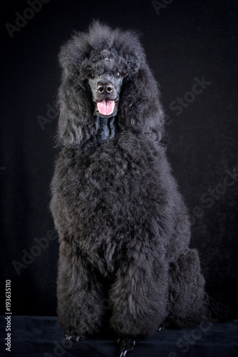 black poodle