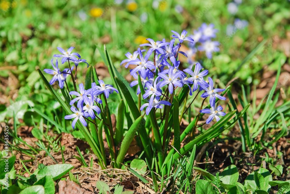 Blue flowers Glory-of-the-snow (Chionodoxa) Blue flowers Glory-of-the-snow (Chionodoxa)