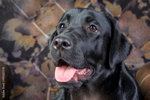 portrait of a black labrador against the back of an armchair
