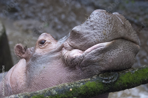 Beautiful Isolated Photo Of A Wild Hippopotamus In The Wild photo