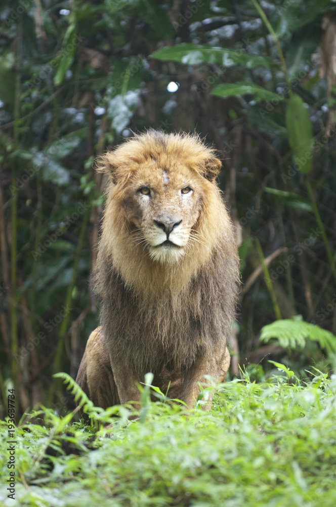 Beautiful Isolated Photo Of A Wild Lion In The Forest Beautiful Isolated Photo Of A Wild Lion In The Forest