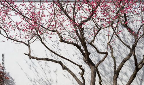 plum blossom trees and shadow on white wall