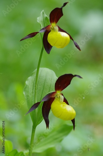 Frauenschuh Orchidee Blume