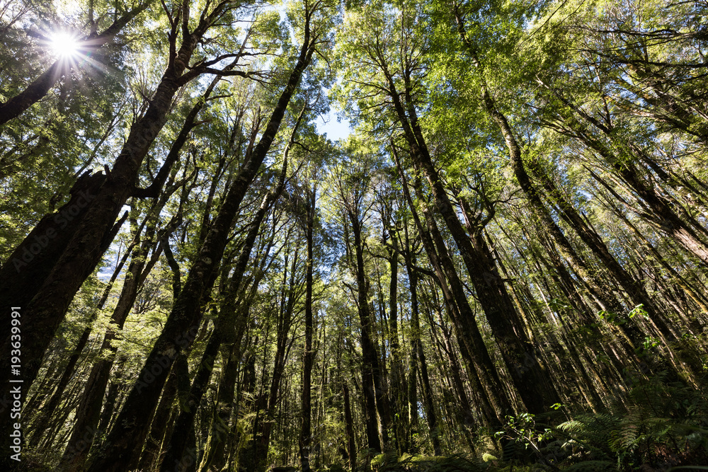 Obraz premium Looking up into the trees of a red beech (Nothofagus fusca) forest Fiordland National Park, New Zealand
