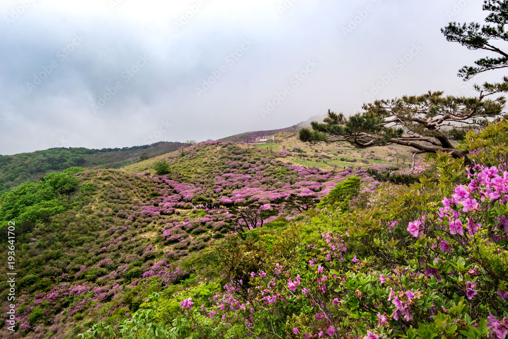 Beautiful Rhododendron flowers on mountains at Morning foggy, Hwangmaesan mountain in South Korea.