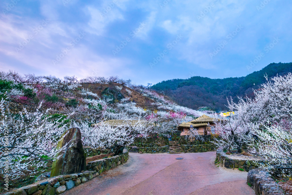 Cheong Maesil Farm of Gwangyang is beautifully plum blossoms.