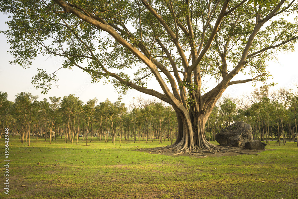 Big tree (Bonhi) in the natural park.  Nature background.