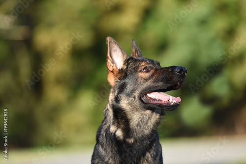 Sable German Shepherd Close up head portrait